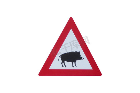 信息交通标志摄影照片_注意-野猪-在白色背景前的交通标志