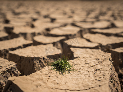 干旱季节干裂土壤上的小草生长。