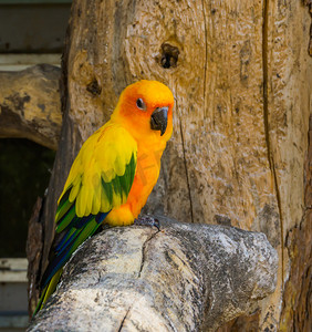 彩色鸟类摄影照片_jandaya 长尾小鹦鹉坐在树枝上，特写镜头，来自巴西的流行和彩色宠物。