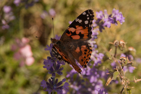 荨麻疹摄影照片_黑色和橙色的蝴蝶蜂巢荨麻疹坐落在淡紫色的小野花上。
