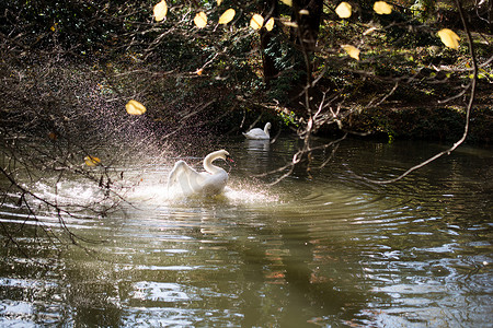小白天鹅摄影照片_小池塘里的白天鹅