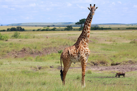 肯尼亚马赛马拉国家公园的长颈鹿