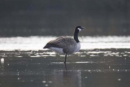加拿大鹅单腿站立在水中