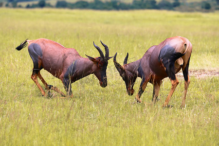 两只羚羊在肯尼亚马赛马拉国家公园打架