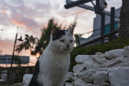坐在希腊克里特岛 Mochlos 村海边的猫