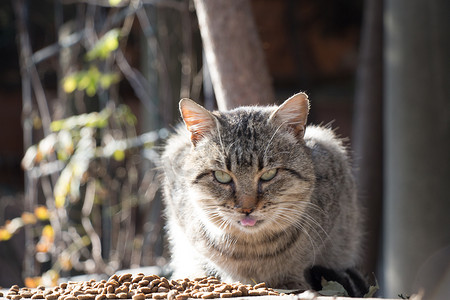 流浪猫摄影照片_另一张无家可归的流浪猫的画像