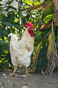 一只鸡在自然背景下的形象。