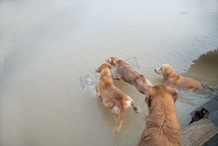 金狗跳下来玩水。