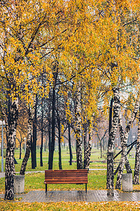带长凳的公园橙草间秋黄树桦林