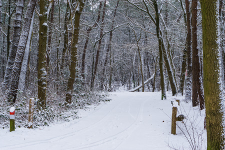 荷兰森林景观的冬季、白雪皑皑的森林道路和树木、荷兰的欧洲森林