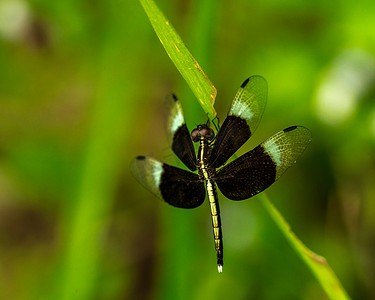 黑白蜻蜓在绿草上展示翅膀、身体和眼睛的细节，作为自然模糊的背景