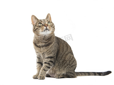 抬头仰望的猫摄影照片_成年虎斑猫坐着抬头看着孤立在白色背景