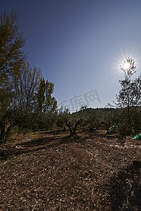 橄榄美摄影照片_为收获准备的橄榄田，