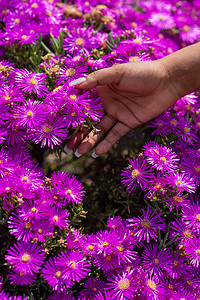 长指甲触摸五颜六色的紫色花朵的女人