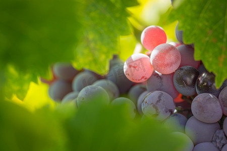 葡萄园与郁郁葱葱，成熟的酿酒葡萄在葡萄藤上准备收获