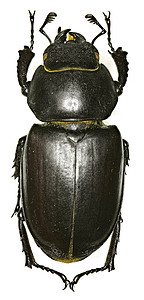 白色背景上的雄鹿甲虫 - Lucanus cervus（林奈，1758 年）