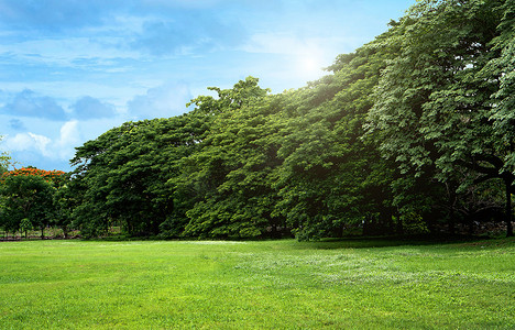 晴朗的日子里，公园里的草坪和绿树