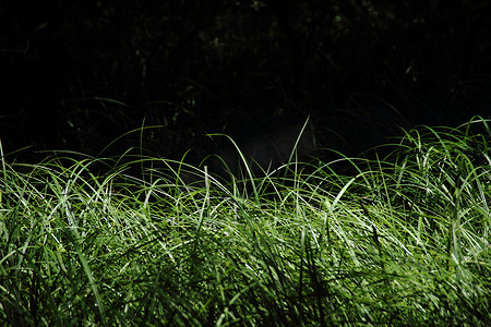 带绿色新鲜芦苇和黑色背景的沼泽