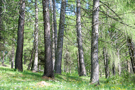 树林树叶摄影照片_Pracatinat 附近的松树林