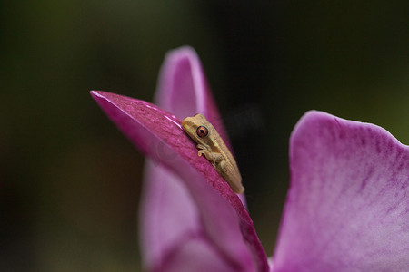 大眼睛青蛙摄影照片_绿色小松林树蛙 Dryphophytes femoralis 栖息在 o