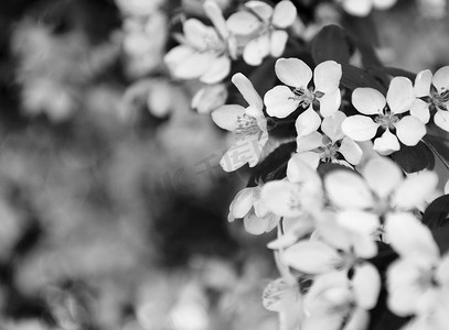 花朵黑白摄影照片_具有散景背景的浅色花朵