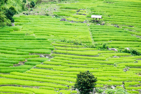 A 东南部清迈 Ban Tien Pha Rice Terrace，清迈湄占 Rice Terrace At Ban Tien Pha Rice Terrace