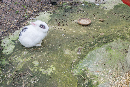 可爱的毛茸茸的白兔坐在地上特写