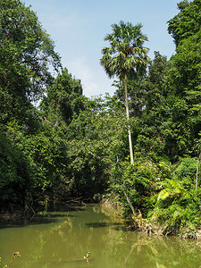 河流的风景，雨林，由河流组成，tr