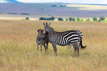 草原赛马摄影照片_肯尼亚马赛马拉国家公园的斑马