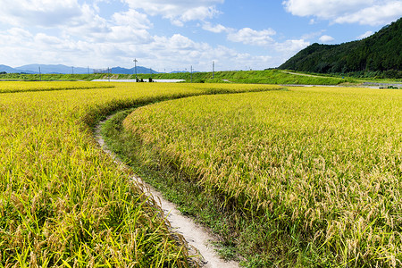 水稻草甸之间的小径