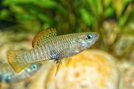 水族馆中活体鱼 (Brachyrhaphis roseni) 的肖像