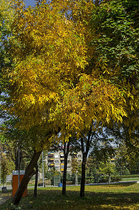 热门的 Zaimov 公园可供休息和散步，秋天的黄叶