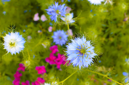 Nigella sativa - 自然蓝色和白色的花朵