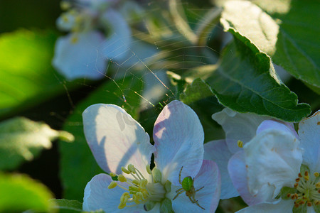 蝴蝶蚂蚁摄影照片_春天的白花和绿蜘蛛