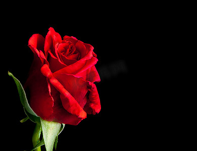 黑色背景中的红玫瑰，带文字空间