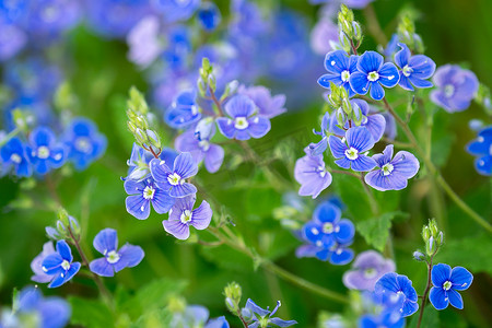 Veronica chamaedrys - 春天的蓝色花朵