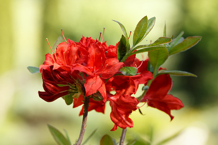 红色杜鹃花杜鹃花在春天庭院里开花