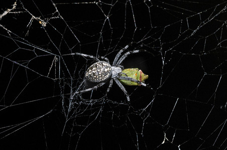 蜘蛛与猎物在新墨西哥州