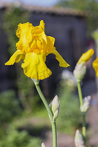 黄色鸢尾花 (lat. Íris) 花，多年生，春天的花朵