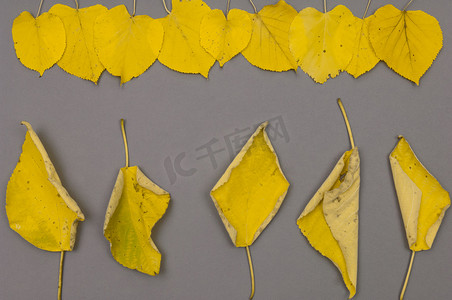 灰色背景中成排的秋黄色落叶