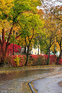 雨后城市摄影照片_雨后的秋季城市景观，树木和路灯发黄