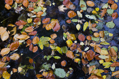 黄色灯光摄影照片_秋天和秋天五颜六色的叶子在水中，阴影和灯光，黄色，reg，橙色和绿色在自然背景中。