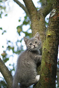 树上的小猫