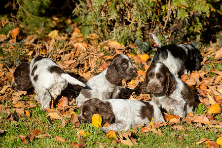 英国可卡犬幼犬