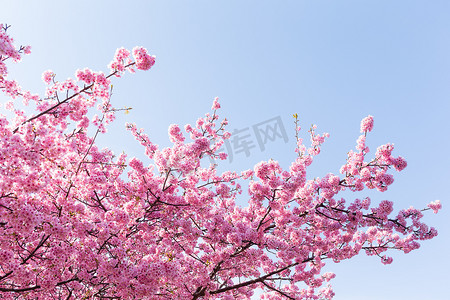 樱花树与蓝天