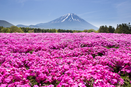 日本芝樱节与樱花粉苔或樱花与富士山山梨，日本