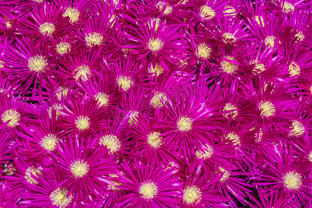 一组带黄色雌蕊的紫红色花朵