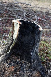 灰烬摄影照片_火灾后烧毁森林中的木炭细节