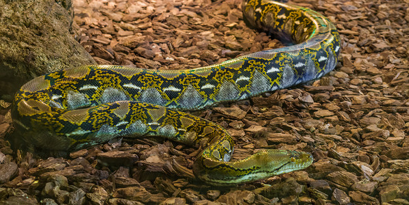 黄色的金币摄影照片_棕色和黄色的网状蟒蛇在地上爬行，来自亚洲的流行大蛇