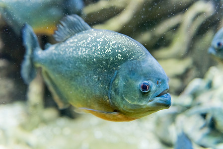 食人动物摄影照片_水族馆 enviro 水下热带食人鱼的特写